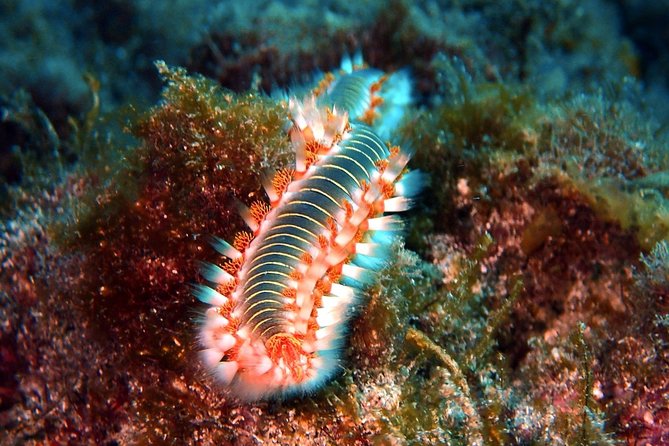 Discover Scuba Diving - Try it for the first time! - Why This Tenerife Scuba Experience Works for Beginners