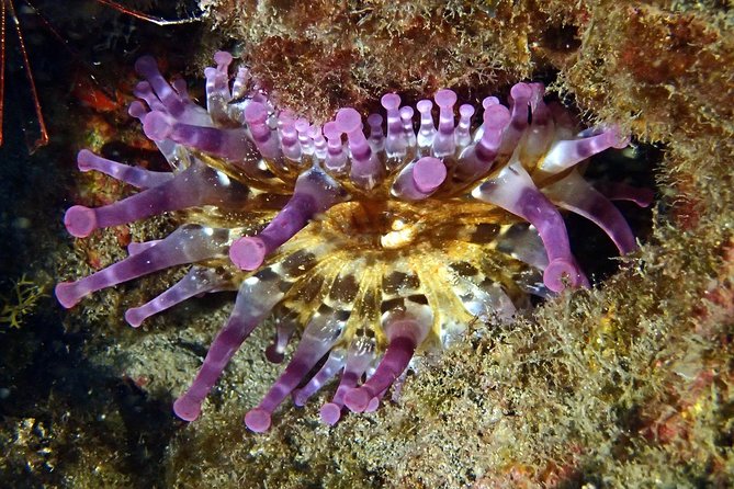 Discover Scuba Diving - Try it for the first time! - Heading Along the Coast to the Sea Site