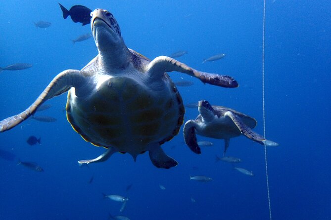 Discover Scuba Diving - Try it for the first time! - What the Underwater Session Can Feel Like