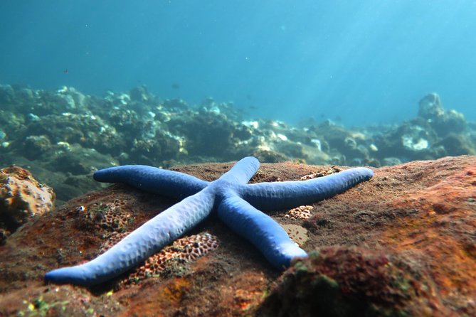 Discover Scuba Diving Tulamben Bali For Non-Certified Divers - Key points to know before booking