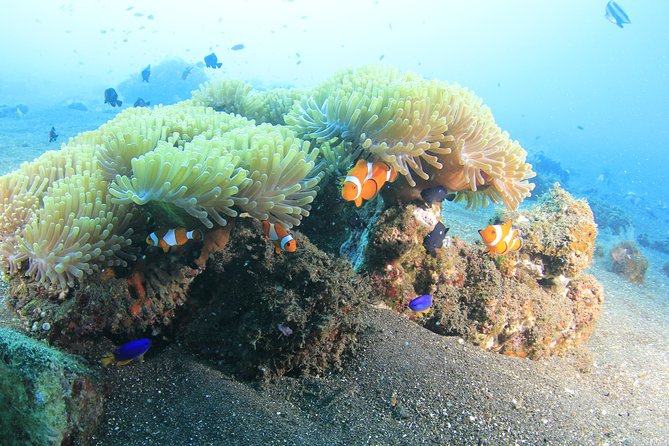 Discover Scuba Diving Tulamben Bali For Non-Certified Divers - Pool training before your first ocean session