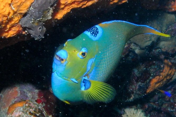 Discover Scuba Diving with No Certification in St Thomas - Marine life and the question of the dive site