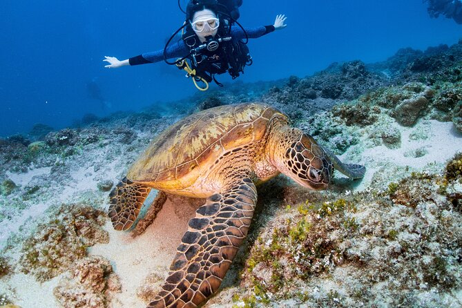 Discover Scuba Diving With Sea Turtles – Xiaoliuqiu, Taiwan - Key points before you book