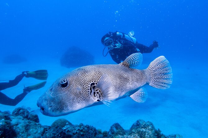 Discover Scuba Diving With Sea Turtles – Xiaoliuqiu, Taiwan - Is $83 good value?