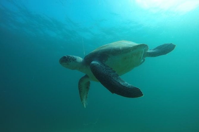 Discover Scuba Diving with two dives in the Ocean in Tenerife with Transfers - Learning the basics before entering the sea