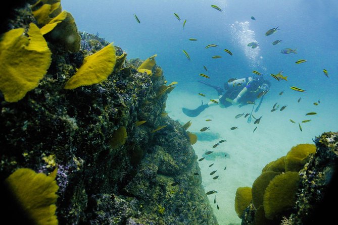 Discover Scuba experience at Las Caletas, Puerto Vallarta - What the $189 price includes