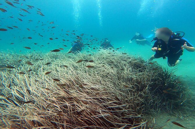 Discover Small Group Scuba Diving Experience in Nea Makri, Athens - Why this Nea Makri experience works for beginners