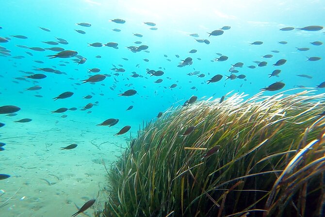 Discover Small Group Scuba Diving Experience in Nea Makri, Athens - How much value do you get for $108.61?