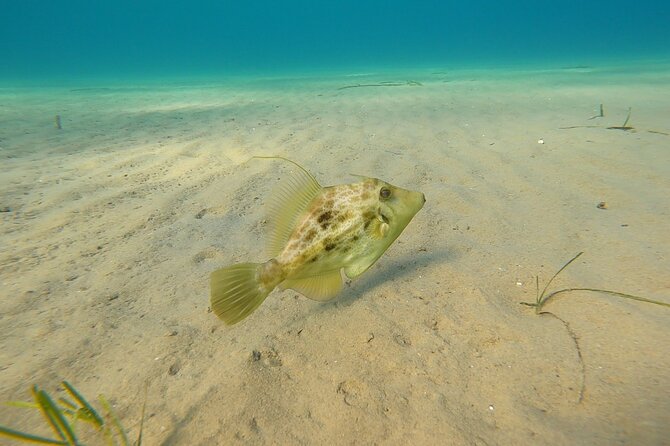 Discover Small Group Scuba Diving Experience in Nea Makri, Athens - Who should book this experience?
