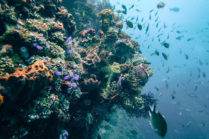 Dive at Tulamben Bali USS Liberty Ship Wreck - Practical details that affect your choice