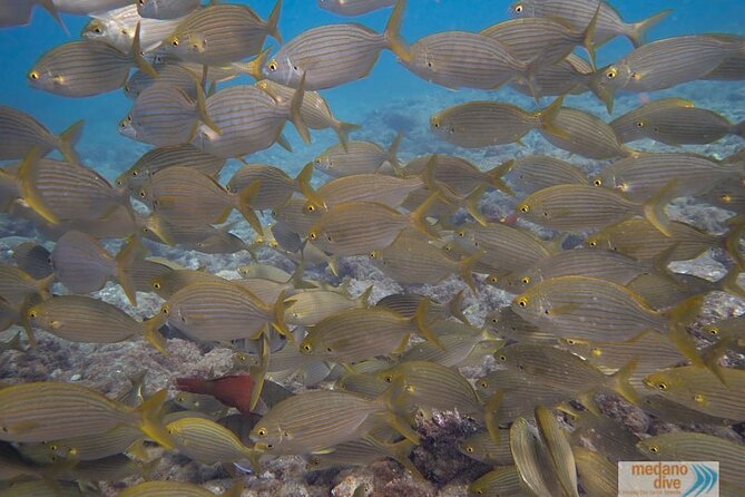 Dive Baptism 1 Dive In Tenerife 3,5h - Starting at Medanodive in El Médano