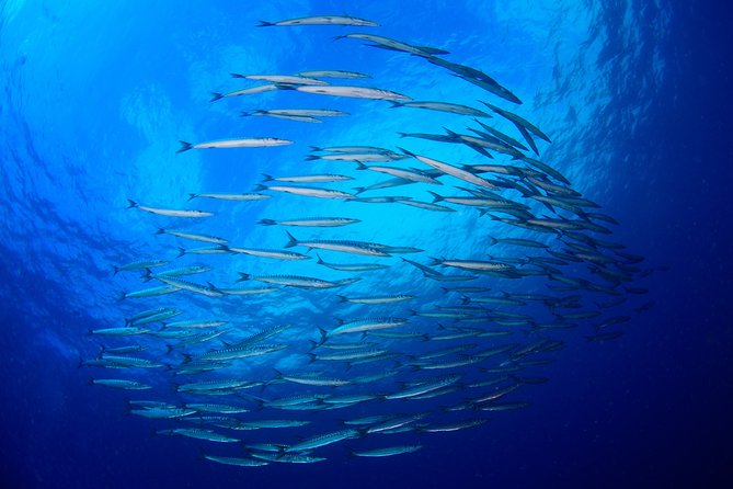 Dive Christening - What the $126.15 price covers