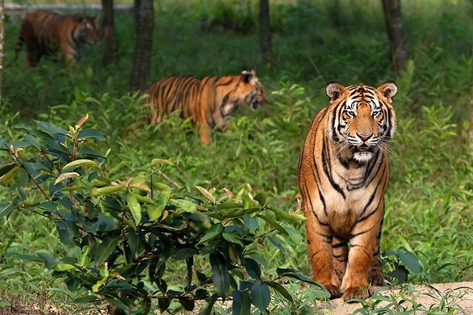 Dive deep into the wild wonders of Sundarban. - Key points to know before you book