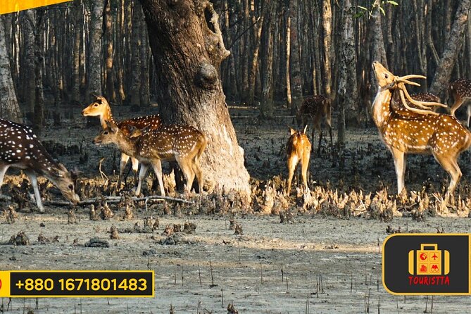Dive deep into the wild wonders of Sundarban. - Karamjol and Harvariya: wildlife on solid ground