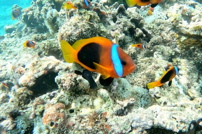 Dive Into Paradise: Snorkel Adventure at Paradise Cove - Quick points before you book