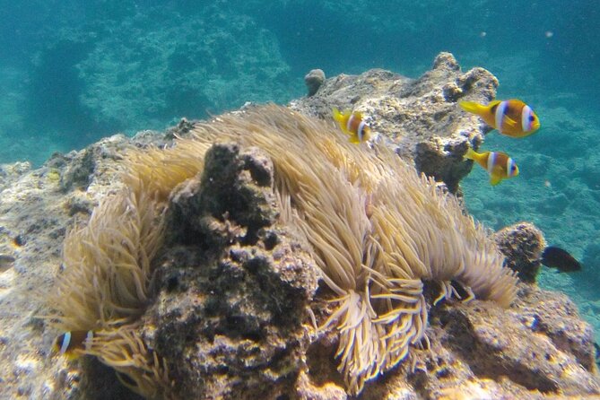 Dive Into Paradise: Snorkel Adventure at Paradise Cove - Coral planting and responsible tourism