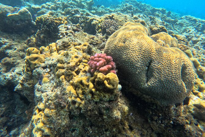 Dive Into Paradise: Snorkel Adventure at Paradise Cove - A small boat with a personal feel