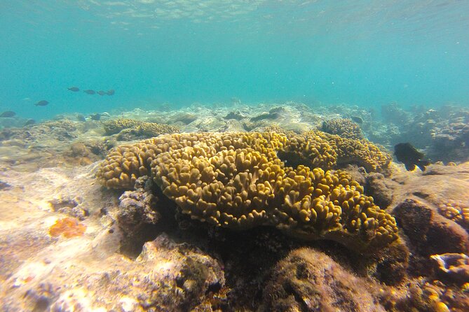 Dive Into Paradise: Snorkel Adventure at Paradise Cove - Is $68.14 a fair price?