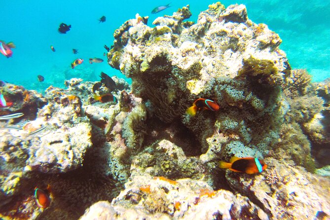 Dive Into Paradise: Snorkel Adventure at Paradise Cove - Who will enjoy Paradise Cove most?