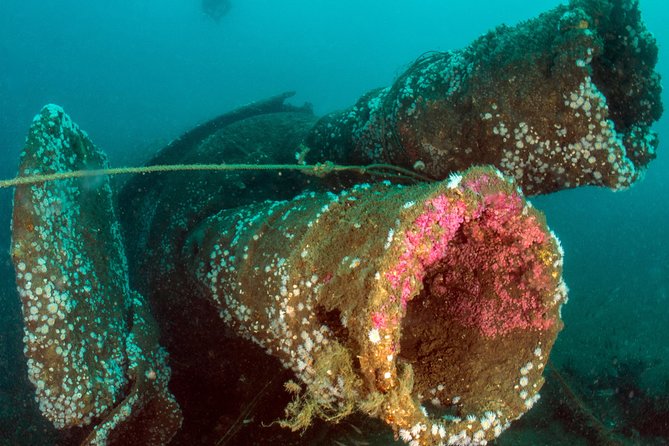 Dive the U-boat 1277, the most iconic dive in Portugal? - What the small group adds