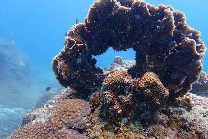 Dive Trip Experience in Koh Tao - Key points to know before booking