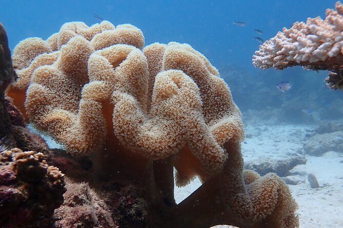 Dive Trip Experience in Koh Tao - The 8 a.m. pickup and pier meeting