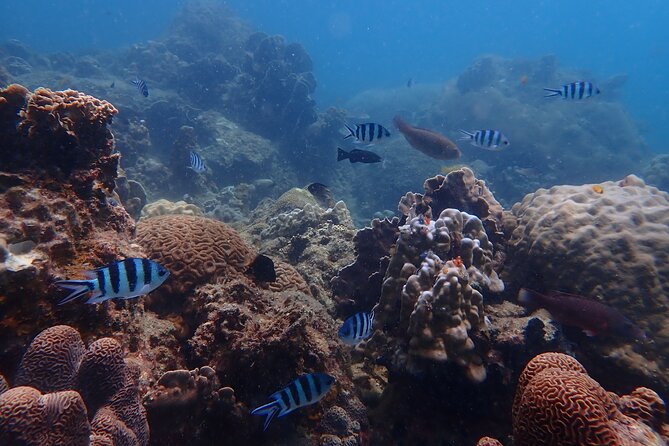Dive Trip Experience in Koh Tao - Lunch, fruit, and a useful break