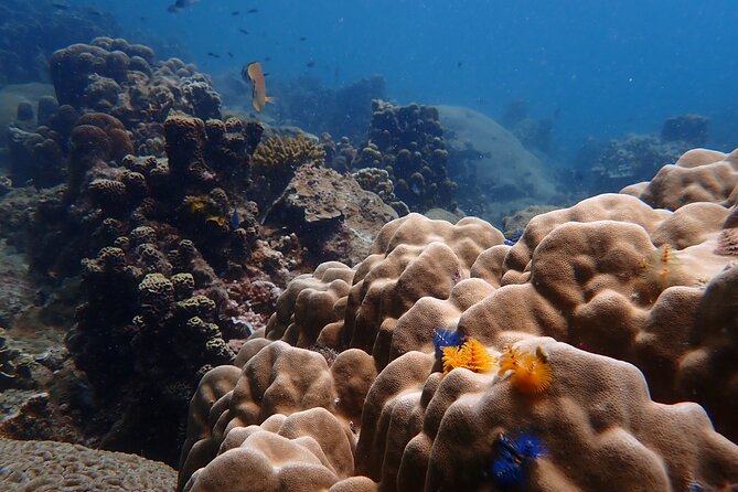 Dive Trip Experience in Koh Tao - What the $217.25 price includes