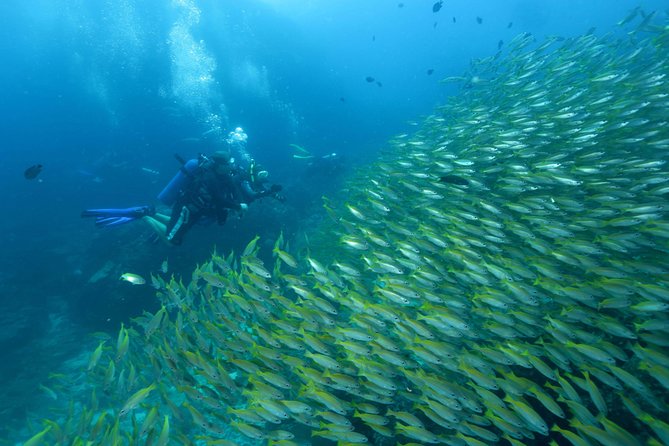 Dive Trip to Phi Phi from Phuket for certified divers - Why this Phi Phi trip is worth considering