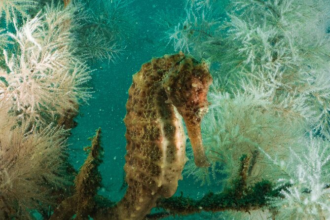 Dive trip to the coral reefs of Fujairah for certified scuba divers - What the two underwater sessions offer