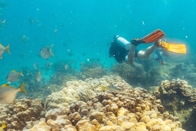 Dive trip to the coral reefs of Fujairah for certified scuba divers - Safety and support under the surface