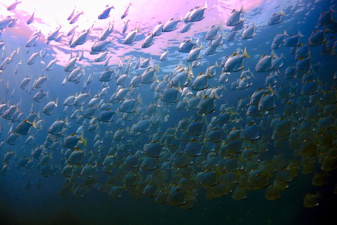 Dive trip with 2 dives (start from Ko Kut) - Key points at a glance