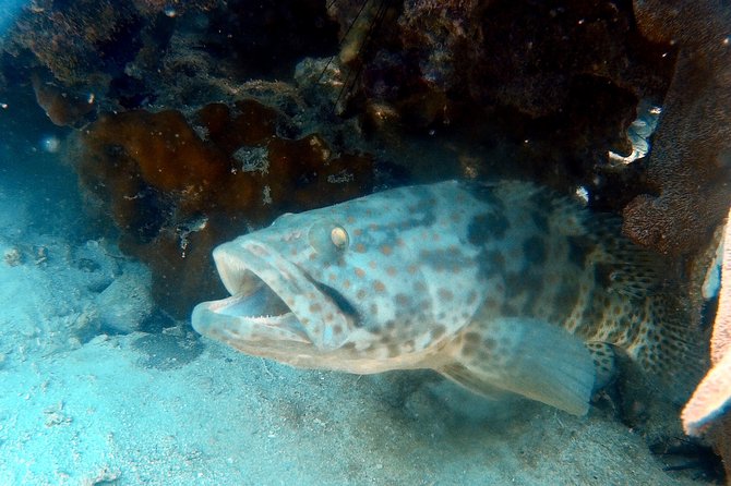 Dive trip with 2 dives (start from Ko Kut) - What the small group changes underwater