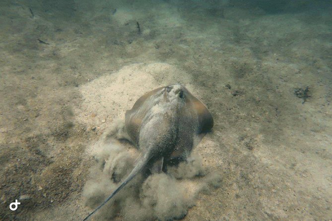 Dive trip with 2 dives (start from Ko Kut) - What you can expect beneath the surface
