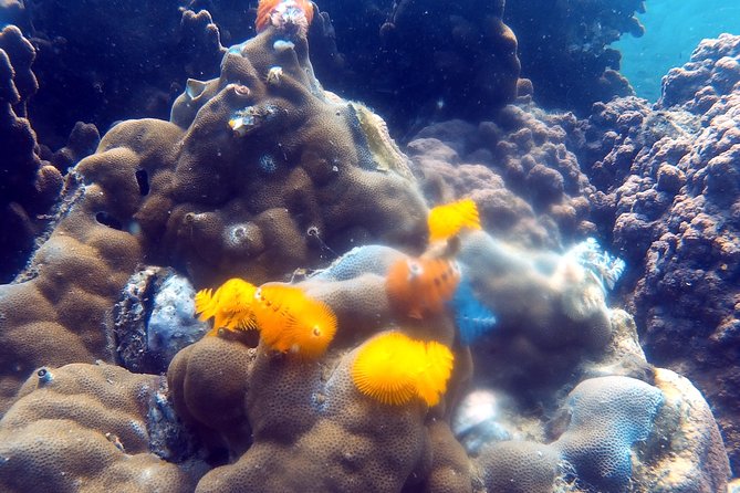 Dive trip with 2 dives (start from Ko Kut) - Food and comfort on the boat