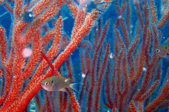 Dive trip with 2 dives (start from Ko Kut) - The first stop and the park views