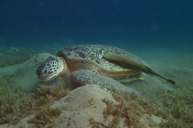 Dive with Dugongs and Turtles | Abu Dabbab | Marsa Alam | 2 Dives - Abu Dabbab in five useful points