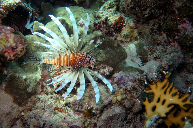 Dive with Dugongs and Turtles | Abu Dabbab | Marsa Alam | 2 Dives - Starting at 8:00 am at Scuba World