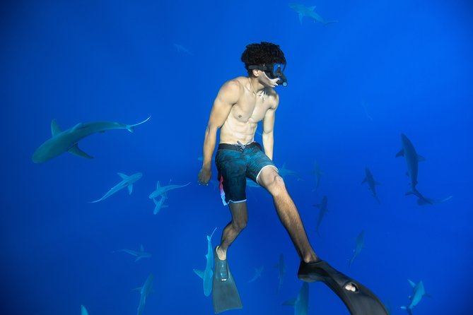 Dive with Sharks in Hawaii: Shark Tour from Haleiwa - What happens once you reach the shark grounds