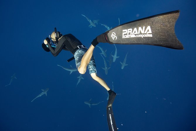 Dive with Sharks in Hawaii: Shark Tour from Haleiwa - Marine scientists add substance to the outing