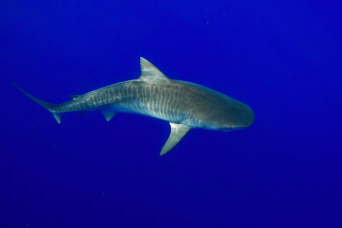 Dive with Sharks in Hawaii: Shark Tour from Haleiwa - The boat ride has tradeoffs