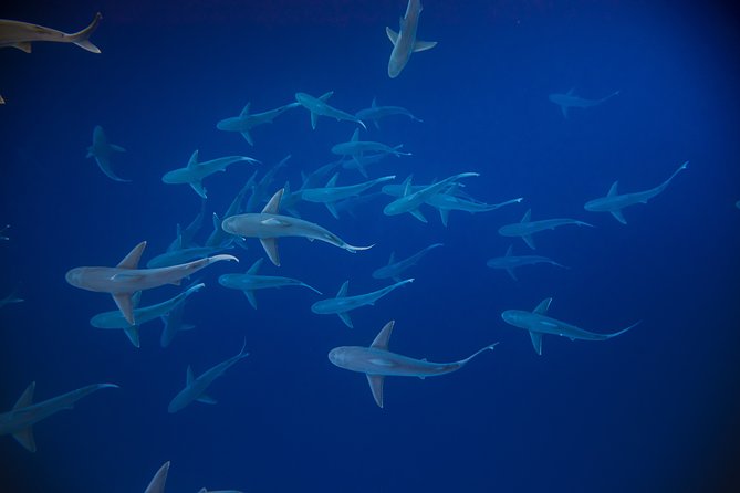 Dive with Sharks in Hawaii: Shark Tour from Haleiwa - Is $153.85 good value?