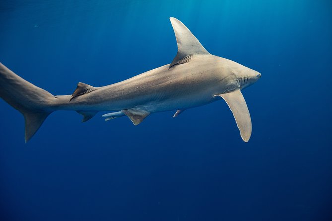 Dive with Sharks in Hawaii: Shark Tour from Haleiwa - Think carefully about the photo package