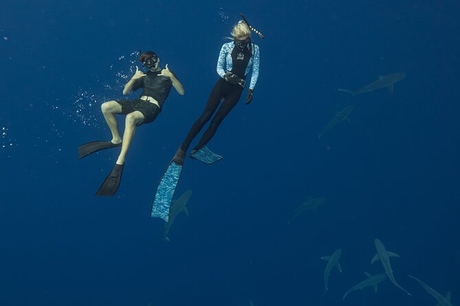 Dive with Sharks in Hawaii: Shark Tour from Haleiwa - Who will enjoy this Haleiwa shark tour?