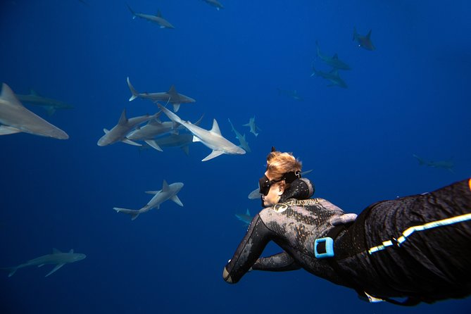 Dive with Sharks in Hawaii: Shark Tour from Haleiwa - The safety briefing makes the experience work