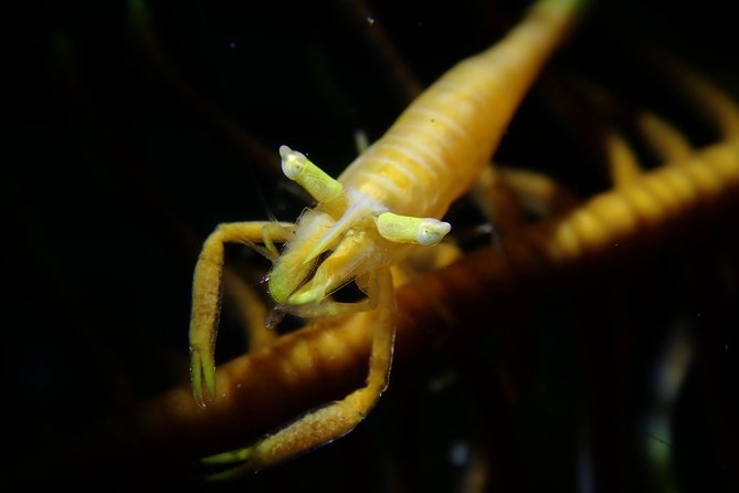 DiveGurus -Scuba Diving in Boracay - Why the guides matter here