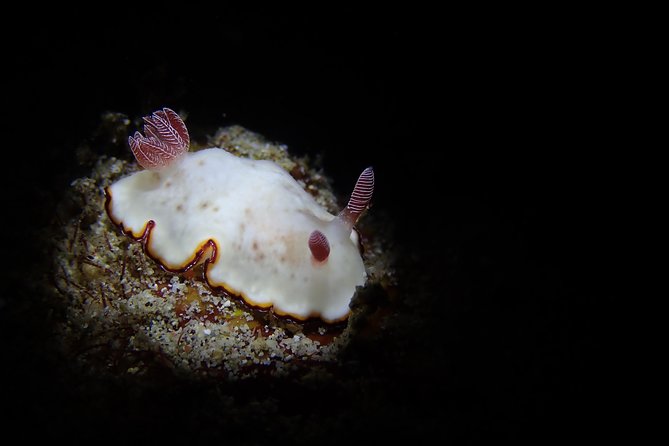 DiveGurus -Scuba Diving in Boracay - Family groups and private bookings