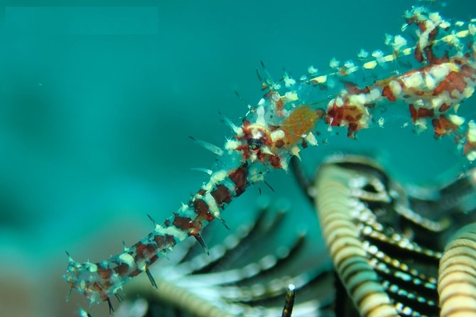 DiveGurus -Scuba Diving in Boracay - How good is the $50 value?