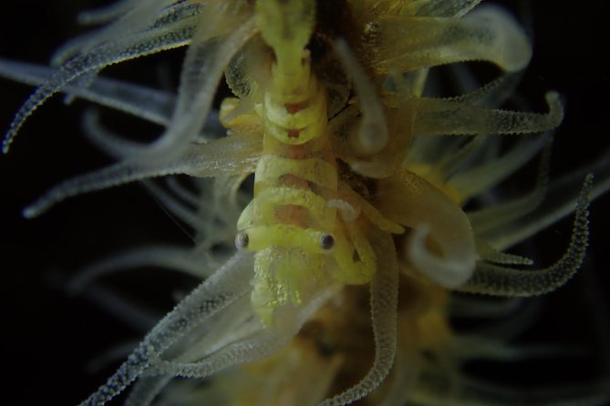 DiveGurus -Scuba Diving in Boracay - What may not suit every diver