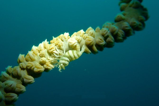 DiveGurus -Scuba Diving in Boracay - Who should book this Boracay outing?